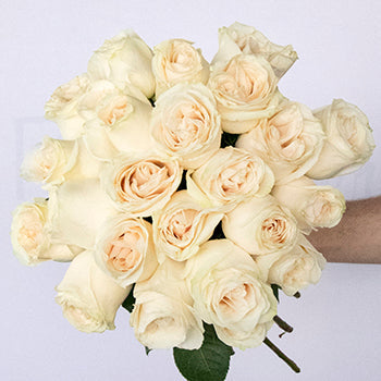 Delicate Snowflakes Vendela Roses
