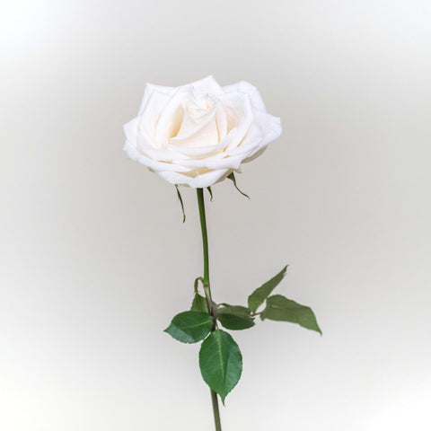 Vendela White Rose Stem