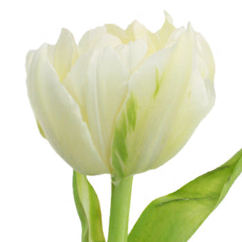 Verona Cream Double Tulip Wholesale Flower Up close