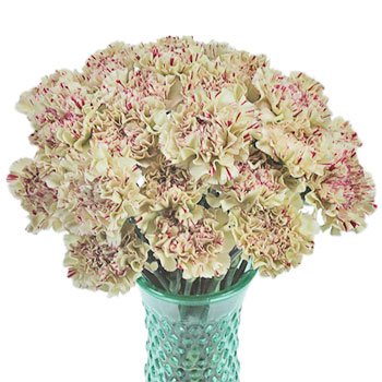 Vintage Candy Cane Carnation Flowers in a Vase