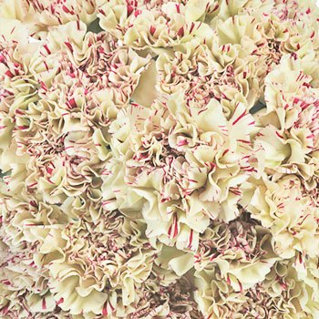 Vintage Candy Cane Wholesale Carnations Up close