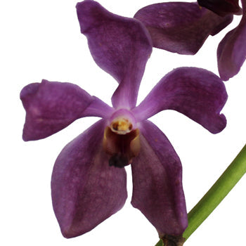 Vintage Mokara Orchid Flower