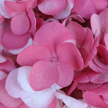 Vintage Pink Airbrushed Hydrangea Flowers Up Close