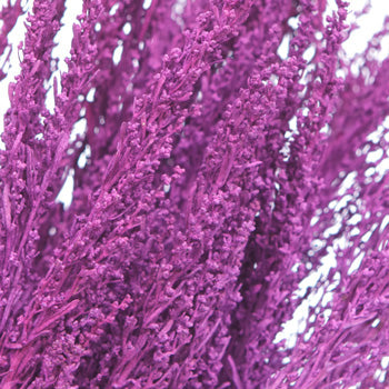 Violet Purple Airbrushed Sage