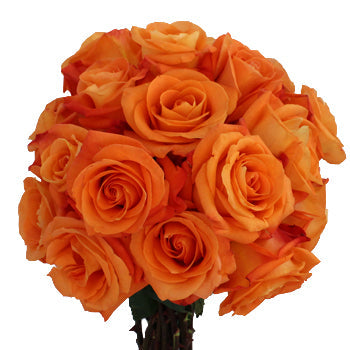 Voodoo Orange Rose