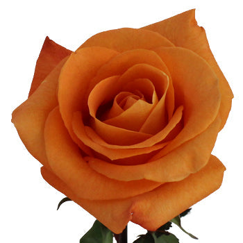 Voodoo Orange Rose