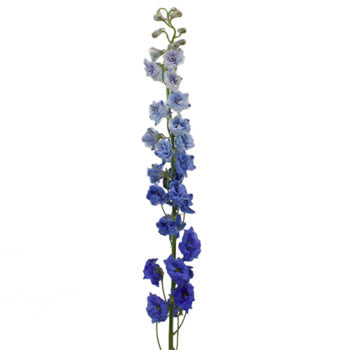 Delphinium Volkenfrieden Dark Blue Wholesale Flower Stem
