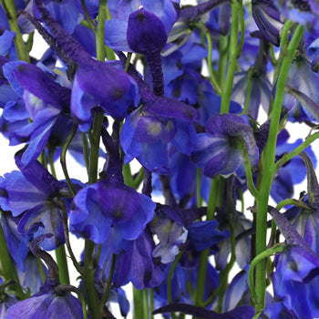 Volkenfrieden Dark Blue Delphinium Wholesale Flower Up close
