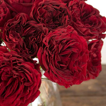 Walk of Fame Garden Rose Bunch