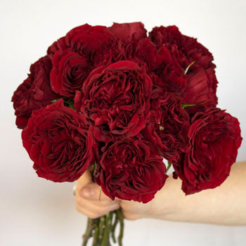 Walk of Fame Red Garden Wholesale Rose Bunch in a hand