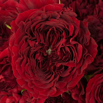 Walk of Fame Red Garden Roses up close