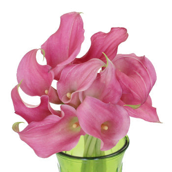 Watermelon Pink Mini Calla Lily