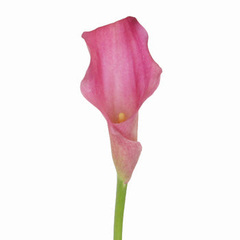 Watermelon Pink Mini Calla Lily