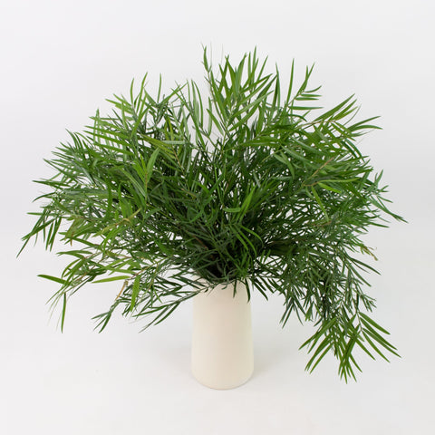 Weeping Podocarpus Greenery Bunch in Vase