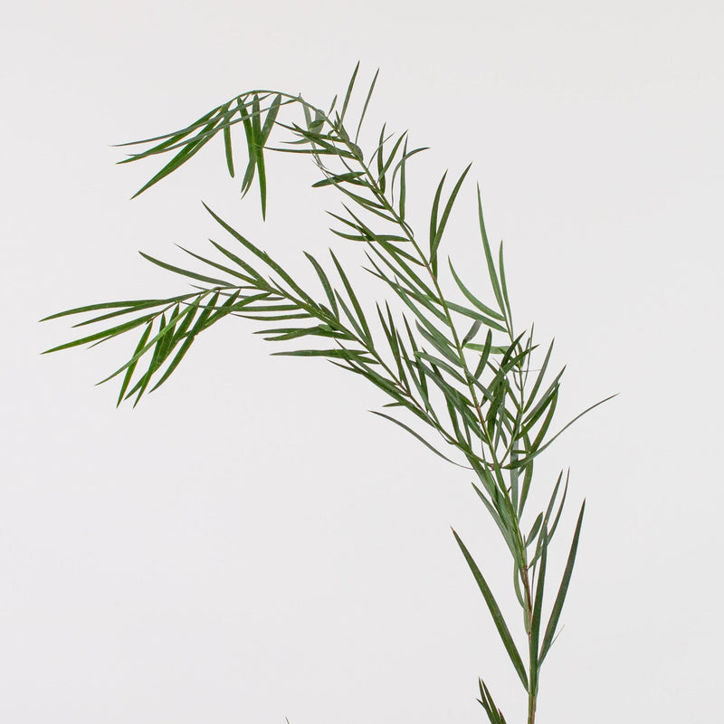 Weeping Podocarpus Greenery Stem