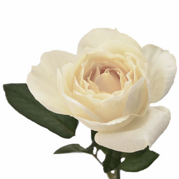 Whipped Frosting Garden Rose Stem