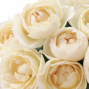 Whipped Frosting Garden Roses up close
