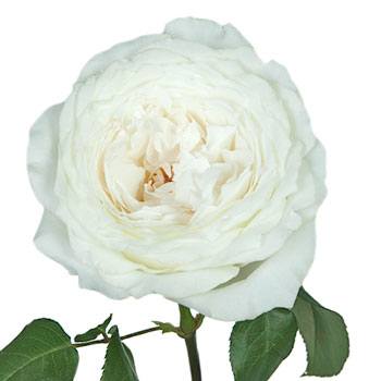 Whisper White Garden Roses up close
