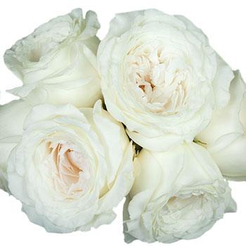 Whisper White Garden Rose Stem