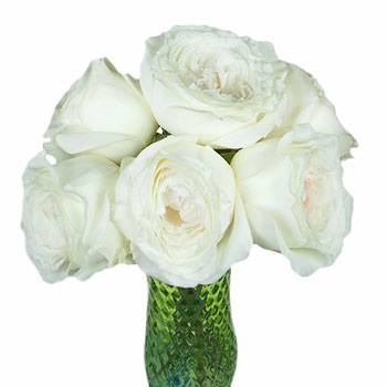 Whisper White Garden Wholesale Roses In a vase