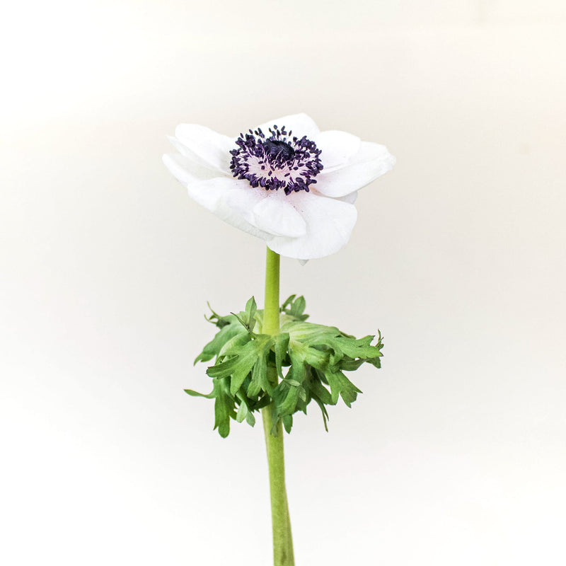 White Anemone Wholesale Flower Stem