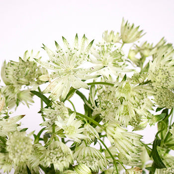 Ivory White Wedding Astrantia