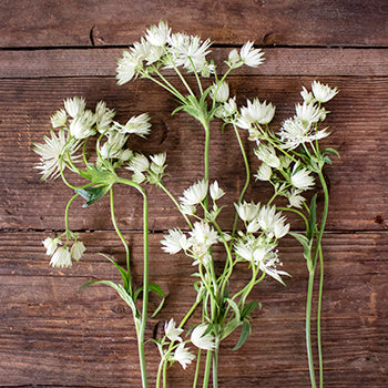 Ivory White Wedding Astrantia