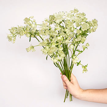 Ivory White Wedding Astrantia