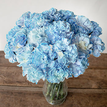 White Blue Tinted Elite Carnation Flowers in a Vase