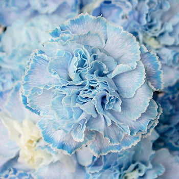White Blue Tinted Elite Carnation Flowers Up Close