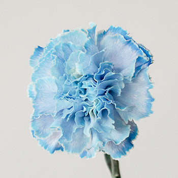 White Blue Tinted Elite Carnations side stem