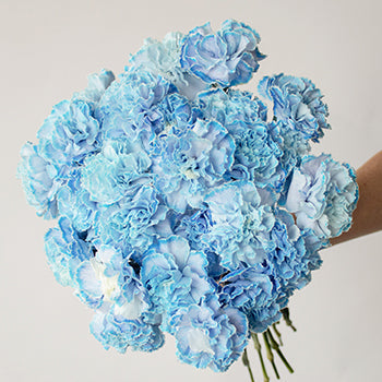 White Blue Tinted Elite Carnation Flower In a hand