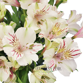 White Blush alstroemeria Wholesale Flower Upclose