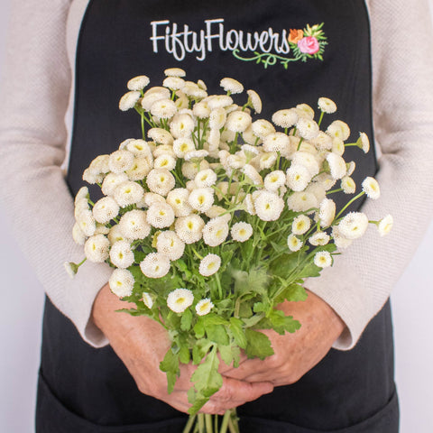 White Button Feverfew Flower Bunch in Hand