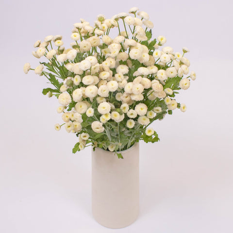 White Button Feverfew Flower Bunch in Vase