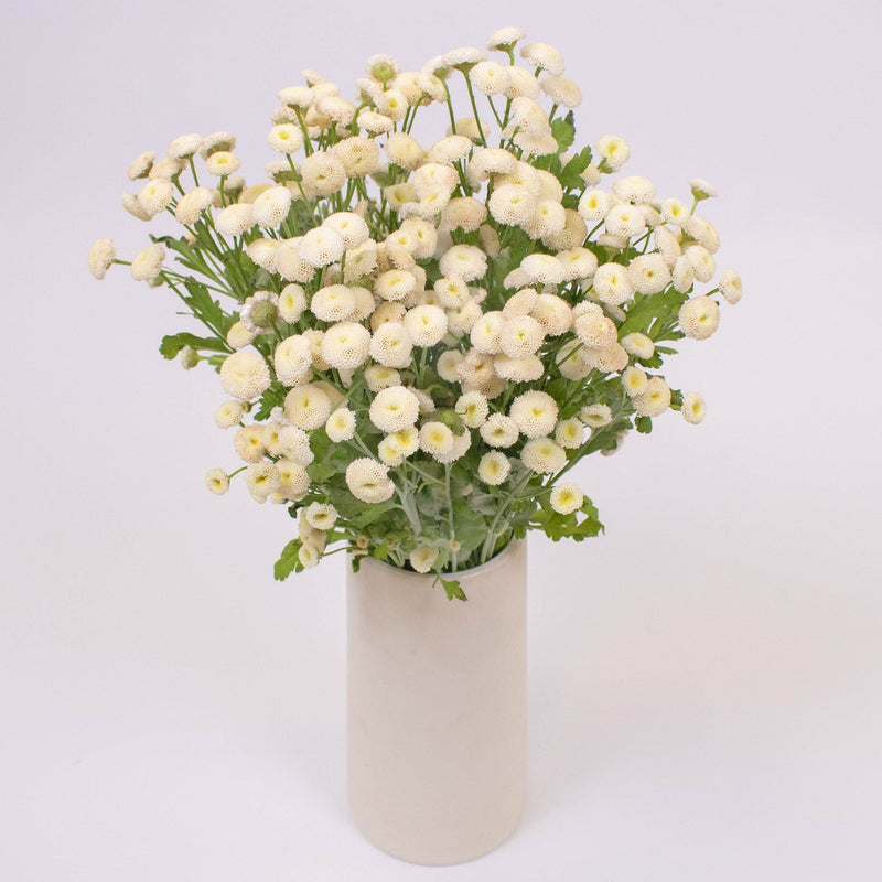 White Button Feverfew Flower Bunch in Vase