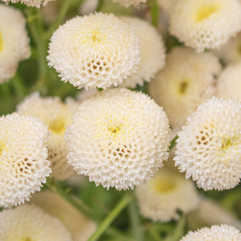 White Button Feverfew Flower Up Close