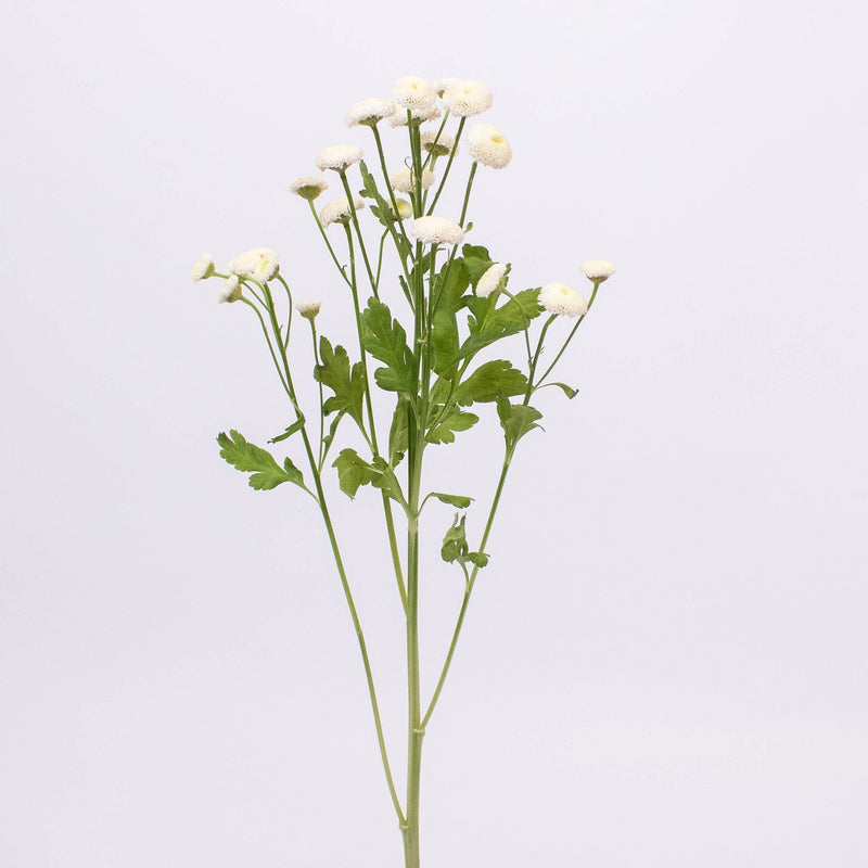 White Button Feverfew Flower Stem