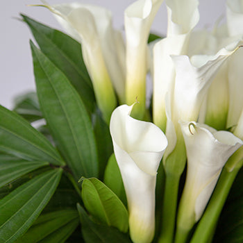 White Classic Calla Lily Centerpieces