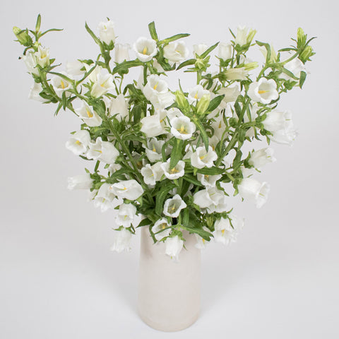 White Campanula Flower Bunch in Vase