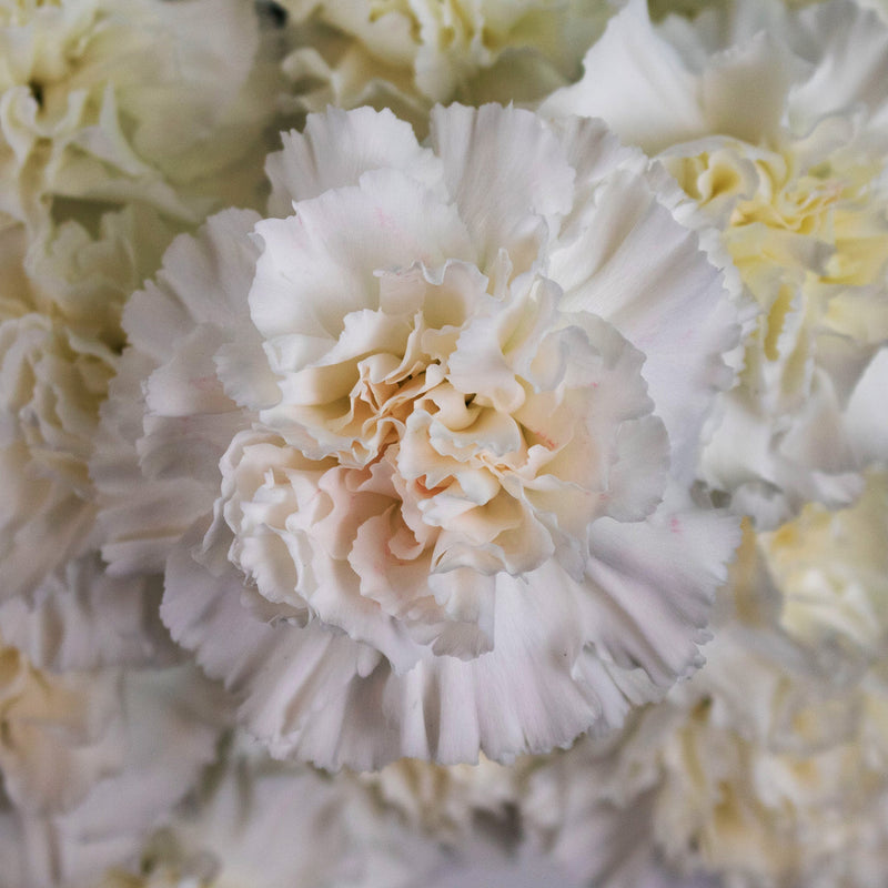 White Carnation Flower Up Close