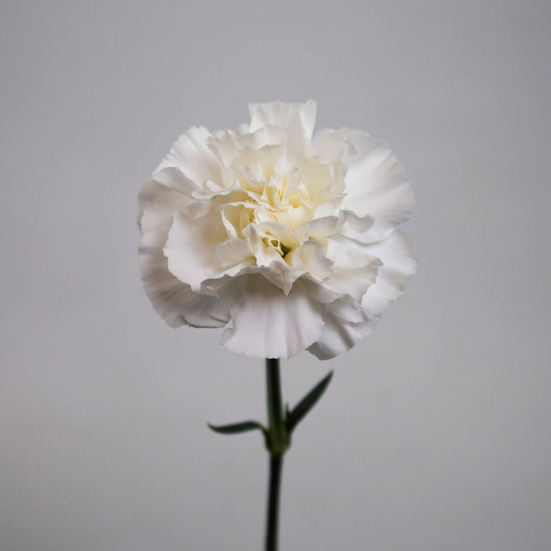 White Carnation Flower Stem