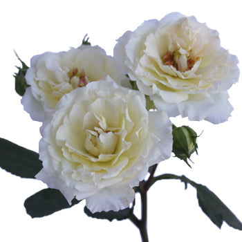 White Cloud Garden Rose Stem