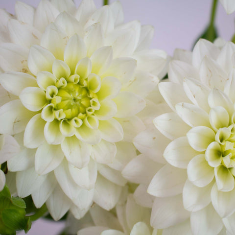 White Dahlia Flower Up Close