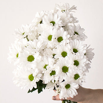 White daisy pom wholesale wedding flowers