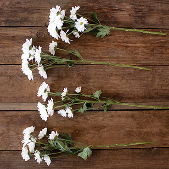White daisy pom bulk flowers