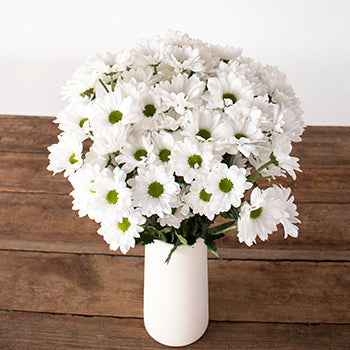 White daisy pom flowers for delivery