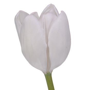 White Dream Tulip Bulk Wedding Flower Blooms