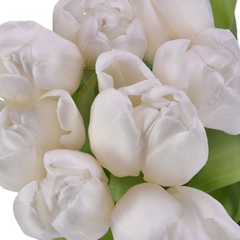 White Dream Tulip Wholesale Flower Up close