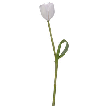 White Dream Tulips Wholesale Flower Side Stem